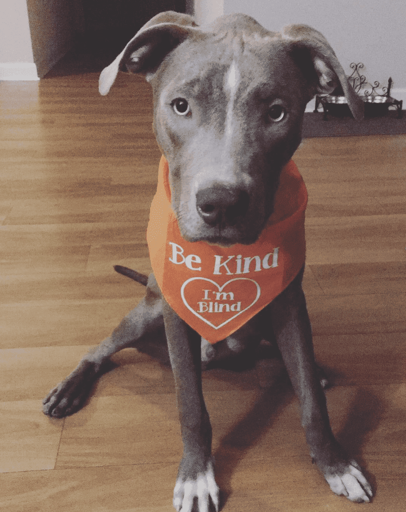 Why Vanguard’s benefits are the ’pawfect’ fit for our family